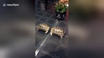 Giant tortoise fights with own reflection in mirror