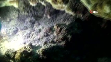 Van Gölü'nün Belli Bir Yerinde Yaşıyor, Başka Bir Yere Gitmiyor.