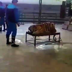 Sirklere gitmeyin, hayvanların gösteri yaptığı mekanlara para vermeyin. Olayın arka planın