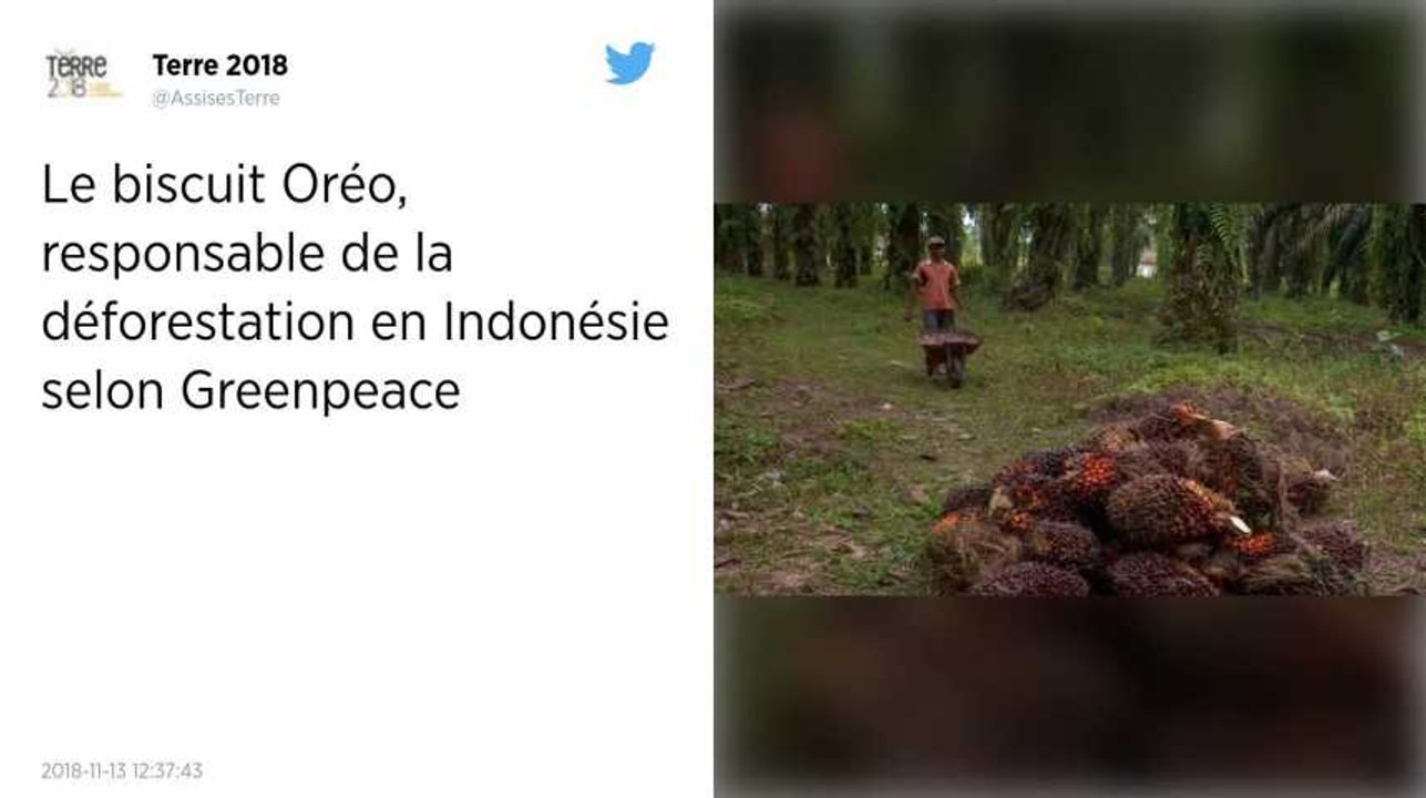 Le biscuit Oréo, responsable de la déforestatio...