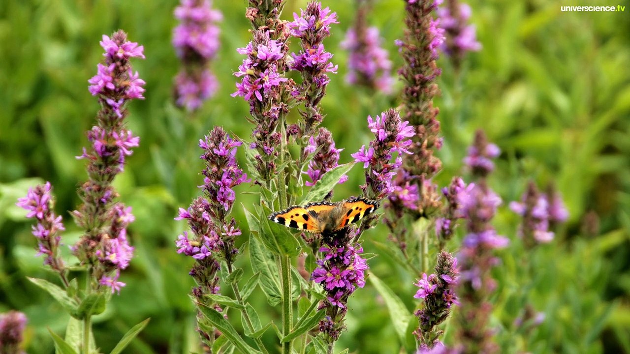 Charles Darwin - L'origine de l'Origine