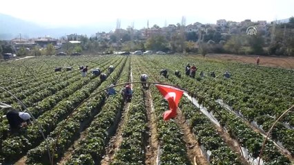 Vali Hanım" Çileği Üreticinin Yüzünü Güldürdü