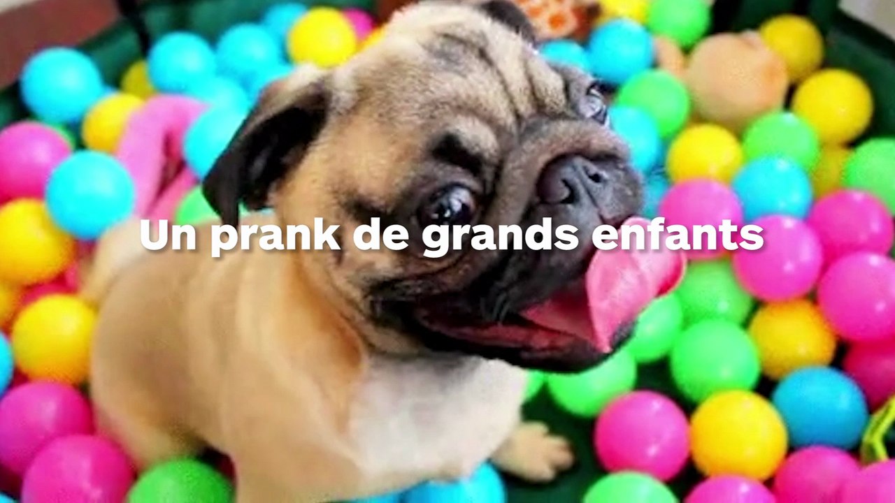 Prank : ces jeunes dissimulent des centaines de boules en plastiques dans la maison de leur ami !