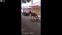 Se faire voler son vélo.. par un cheval !