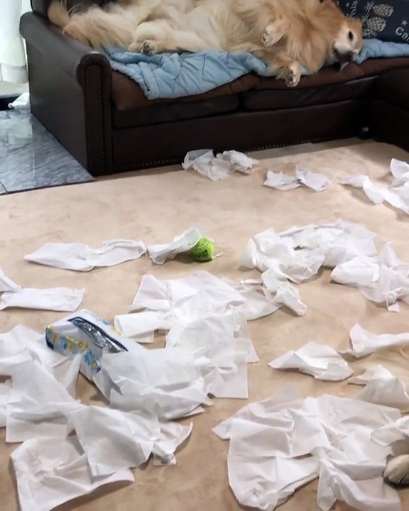 Golden Retrievers Cause Tissue Catastrophe