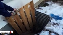 Firefighters Help Deer Trapped In A Deep Window Well