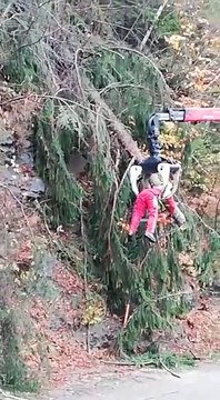 Ce bucheron risque sa vie pour couper un tronc... Dingue