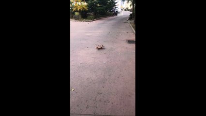 Une branche se promène dans la rue... Bizarre comme animal