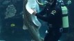 Un requin un peu collant demande des calins au plongeur qui nettoie l'aquarium