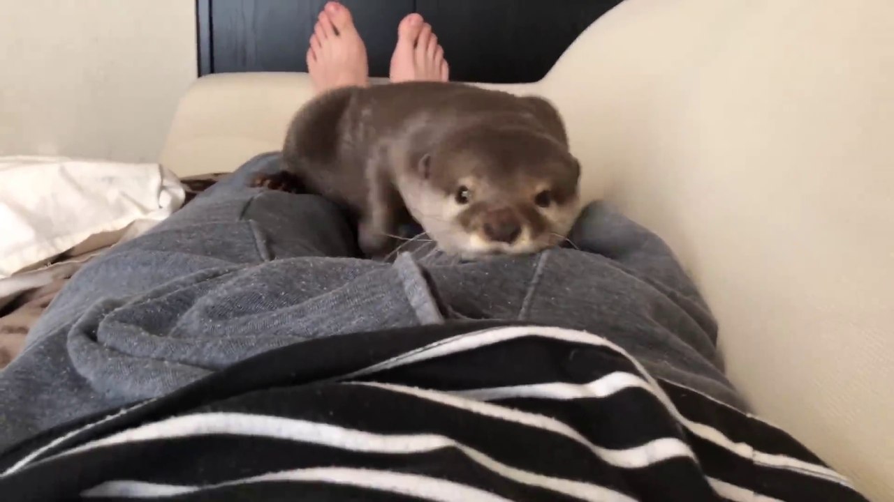 Quoi de plus mignon qu'une petite loutre de compagnie