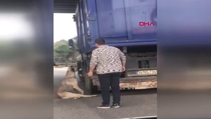 Kocaeli Kamyonun Kasasında Bağlı Olan Köpek Asılı Kaldı