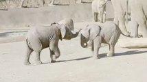 Watch Two Baby Elephants Become Best Friends