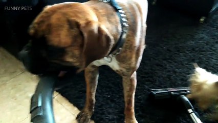 Dogs Vs Vacuum  Funny Dog's Reactions to Vacuum