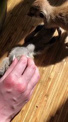 Meerkat Loves Tummy Rub