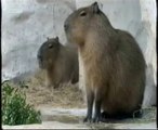 Criaturas extrañas: El Capibara