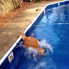 Amazing play of loyal pet dog with owner