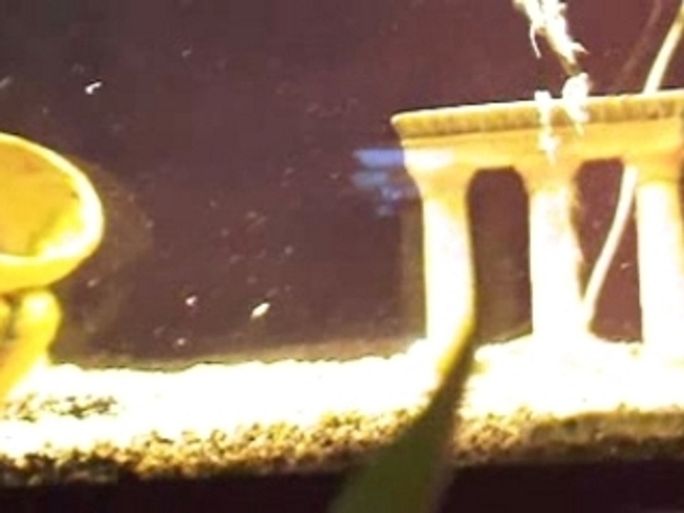 piranha vs poisson rouge suite