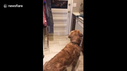 Golden Retriever gives owner the warmest welcome after long trip