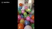 Cooper the dog has the time of his life playing in room filled with balloons