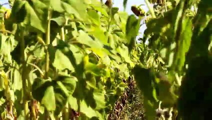 PARIU CU VIATA Sezonul 3 Episodul 2 part 1/2