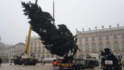 Le sapin de Noël est arrivé place Stanislas à Nancy