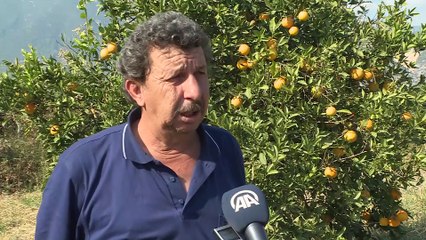 Erken portakal hasadı - ANTALYA