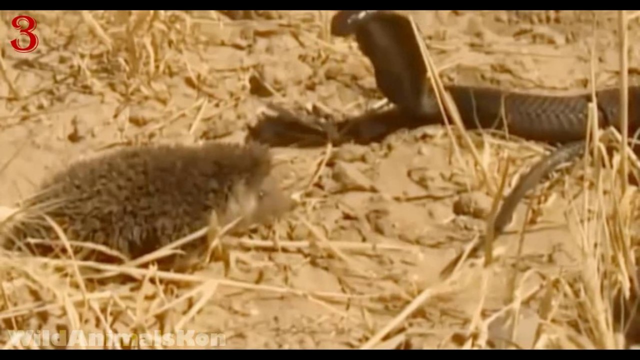 Animals : 3 Time when Animals saves another animal from Python(Anaconda),الحيوانات تنقذ آخر من بايثون (اناكوندا|Dailymotion 2018