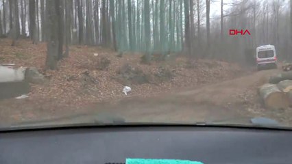 Ormanda kestiği ağaç ölümüne neden oldu