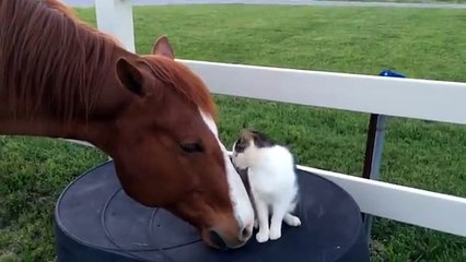 Cat and horse are great friends