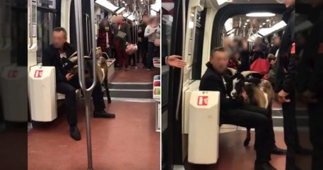 Paris - Il vole une chèvre et prend le métro avec