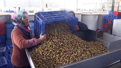 Akhisar'da 'Domat zeytini' mesaisi - MANİSA