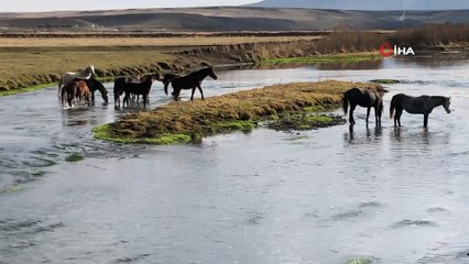 Kars’ta, yılkı atları doğal ortamda görüntülendi