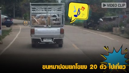 ขนหมาปอมยกโขยง 20 ตัว ไปเที่ยวทีก็ต้องไปยกบ้าน