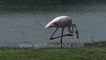 A lone Greater Flamingo forages near lakeside - Gujarat