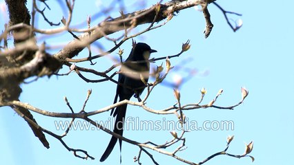 Ashy Drongo in the Himalaya