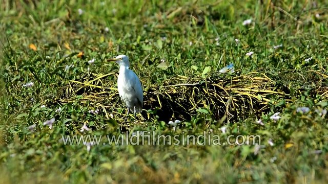 Cattle Egret Purple Moorhen Yellow Wagtail Ibis and Red-vented Bulbul