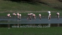 Flamingos foraging in Thol lake