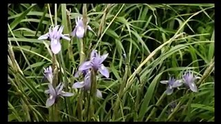 SPRINGTIME IN THE GALILEE - The Jerusalem Gift shop - Church supplies