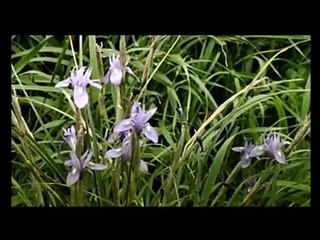 SPRINGTIME IN THE GALILEE - The Jerusalem Gift shop - Church supplies