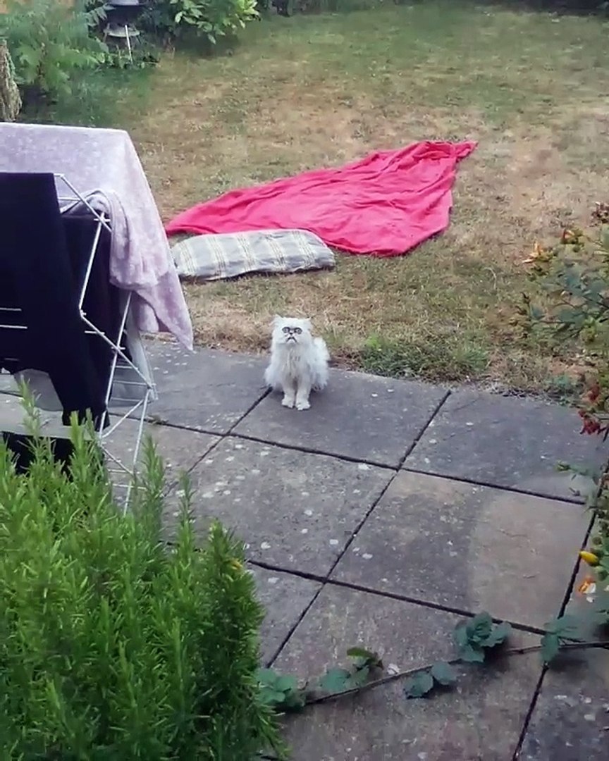 Un Chat Avec Une Drole De Tete Video Dailymotion