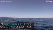 Plusieurs fausses orques tueuses vues au large de l'Australie