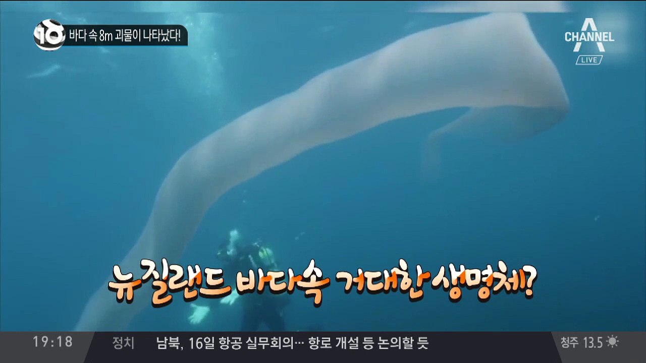 바다 속 8m 괴물이 나타났다!