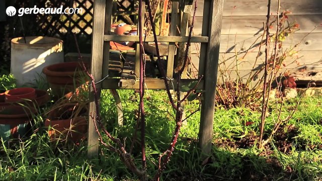 Tuto jardinage : Comment bien tailler un rosier buisson