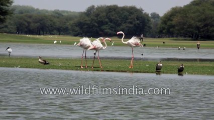 Greater Flamingos aggressive behaviour