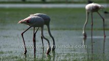 Greater Flamingos searching food in Thol lake