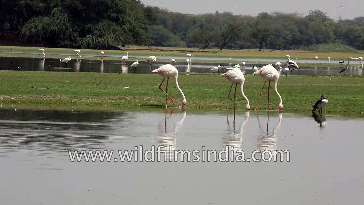 Greater Flamingos with Nukta or Comb Ducks waddling alongside in Gujarat