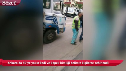 Скачать видео: Ankara’da 50’ye yakın kedi ve köpek kimliği belirsiz kişilerce zehirlendi.