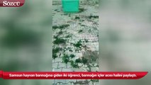 Samsun hayvan barınağına giden iki öğrenci, barınağın içler acısı halini paylaştı.