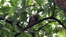 Spotted Owlet