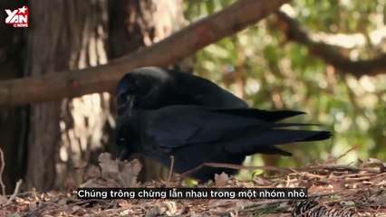 Thiên Nhiên Cận Cảnh: Đám ma quạ